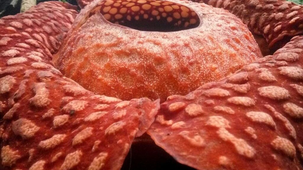 What Is Rafflesia Why Is Rafflesia Called The Largest Flower In The World