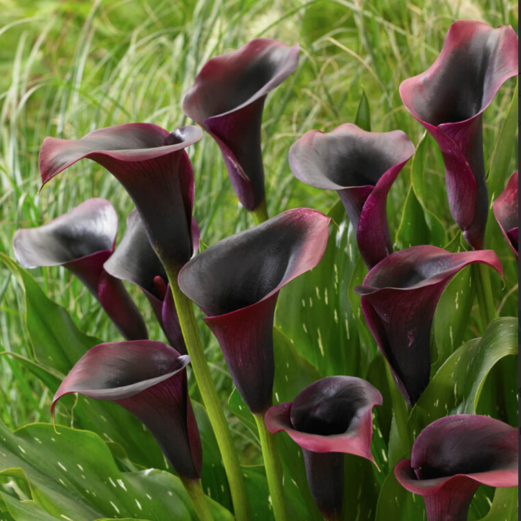 Calla Lily Rudolph