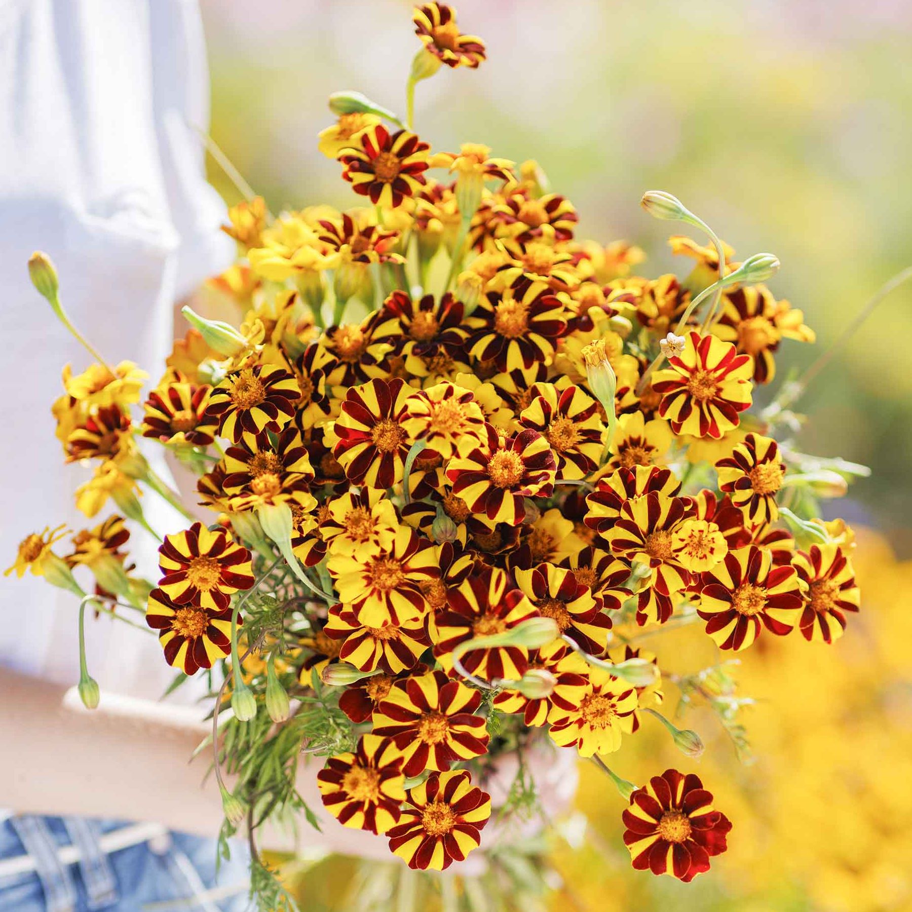 French Marigold Seeds - Court Jester