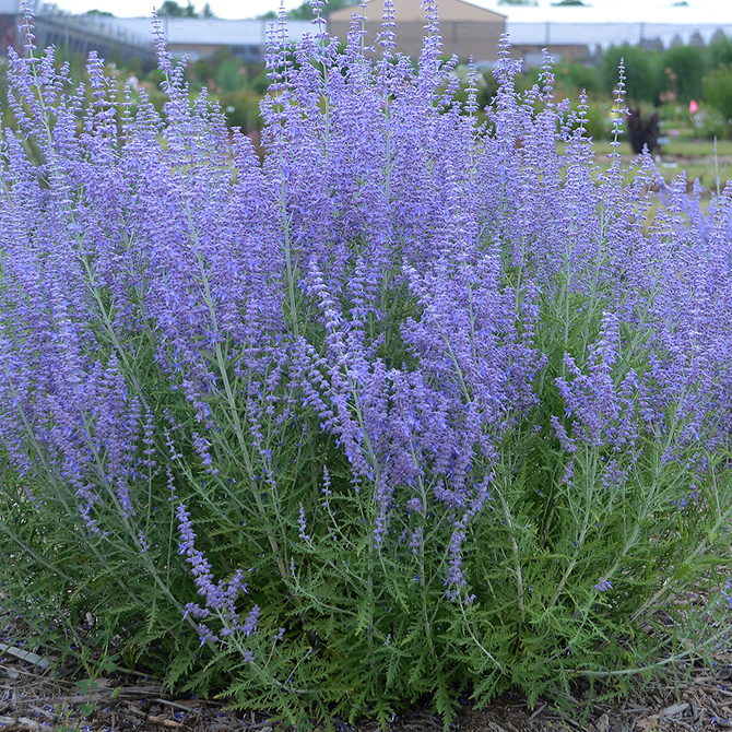 Blue Jean Baby Russian Sage