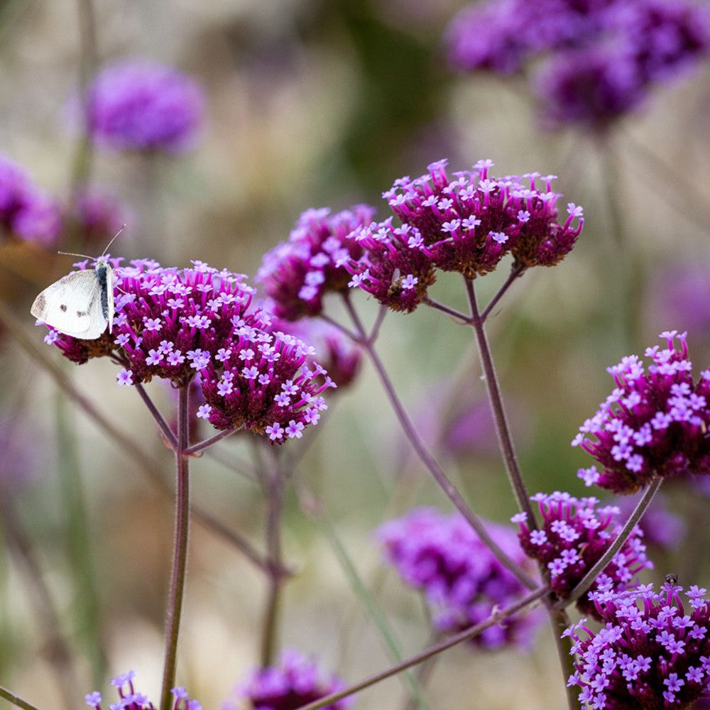 Verbena Bonariensis - 250 Seeds