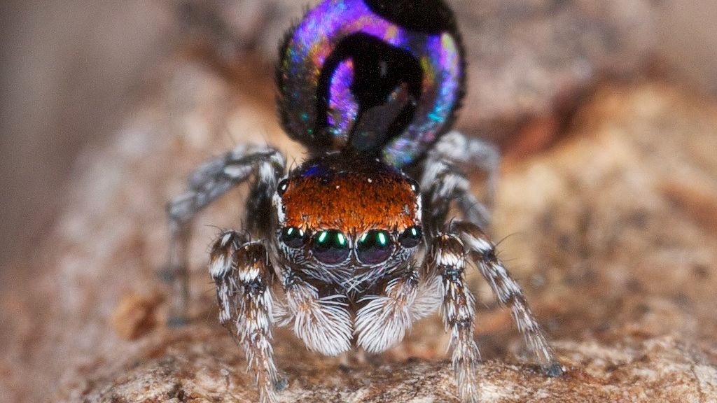 Nature's Smallest Rainbow' Found on Australian Spider's Butt