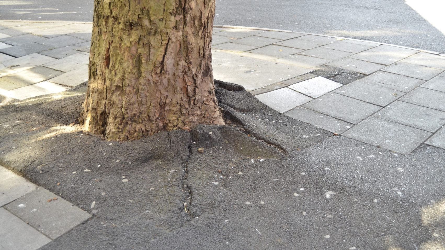 Can You Fix Concrete On Tree Roots: Help, I Poured Concrete Patio Over Tree Roots Accidentally | Gardening Know How