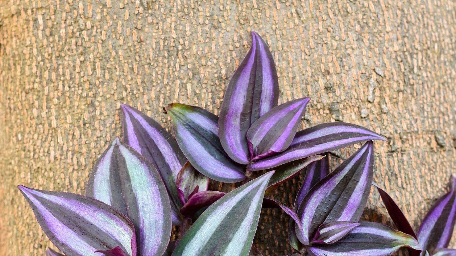 Can Inch Plant Survive Outdoors - Caring For Inch Plant In Gardens |  Gardening Know How