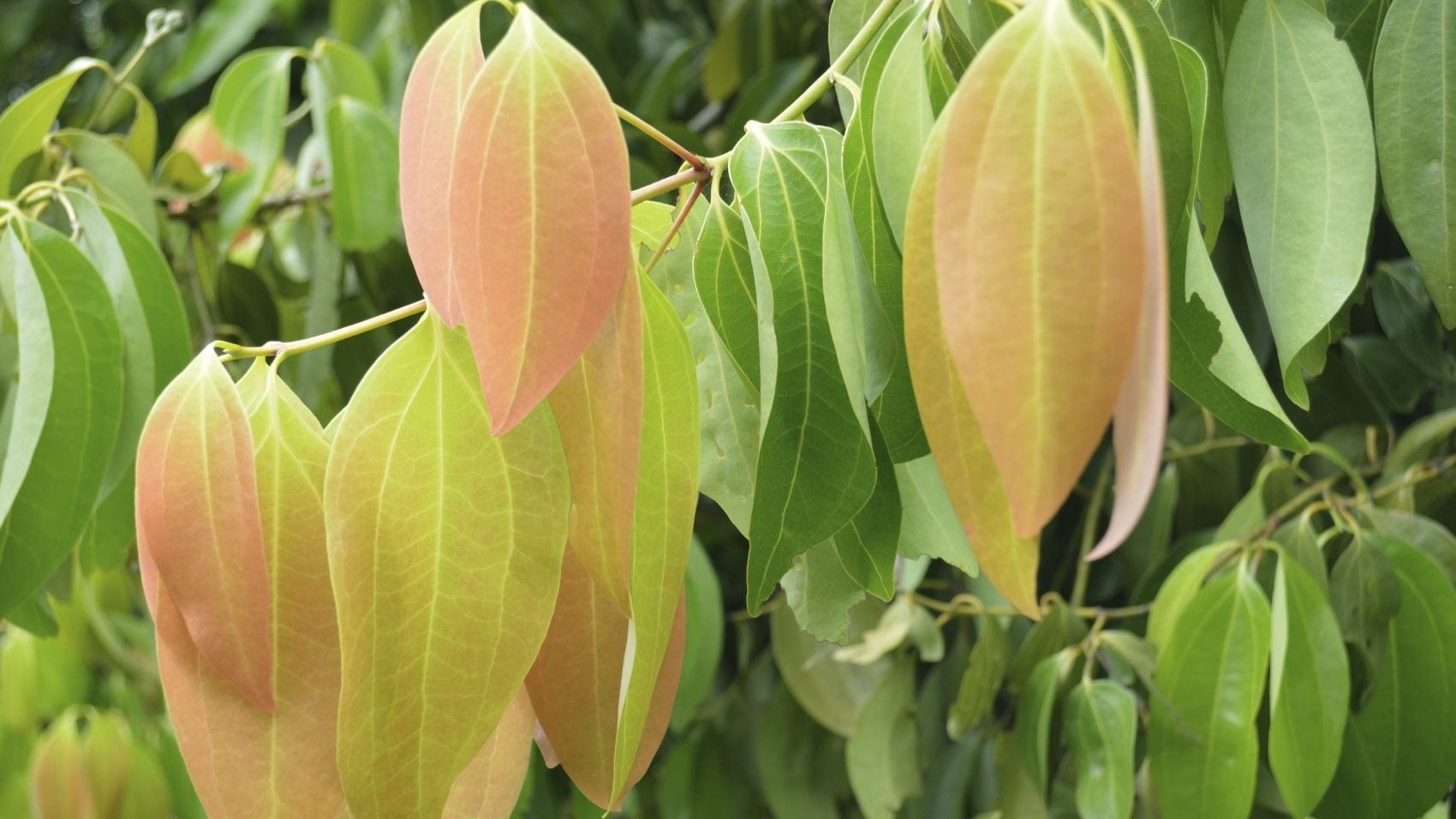 Ceylon Cinnamon Growing - Information About Cinnamomum Zeylanicum Plants |  Gardening Know How