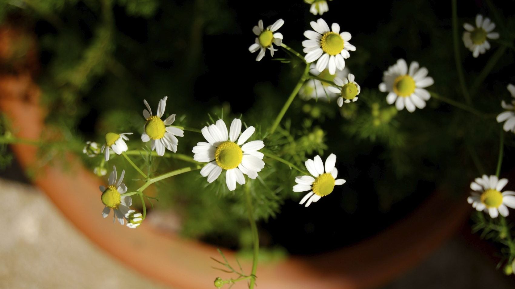 Can I Grow Chamomile Indoors: Tips On Growing Chamomile Indoors | Gardening  Know How