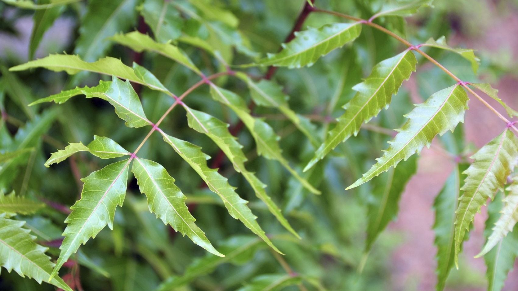 The Marvelous Neem: Nature’s Pharmacy And More