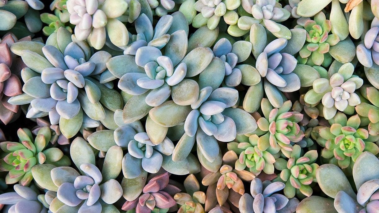 Choosing Zone 9 Succulents: What Succulents Grow Well In Zone 9 | Gardening  Know How