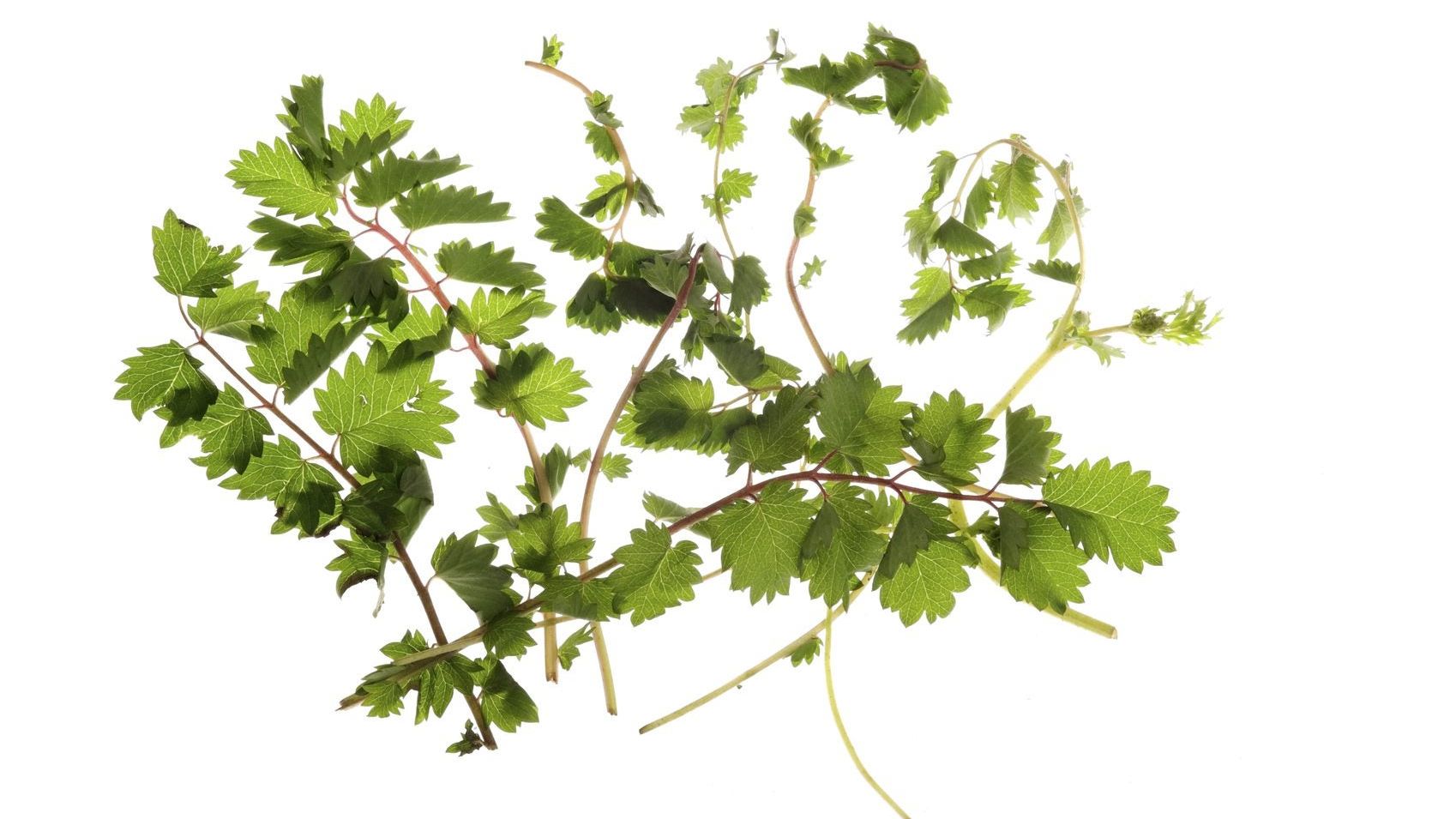 Salad Burnet Herb: Learn About Salad Burnet Growing In The Garden |  Gardening Know How