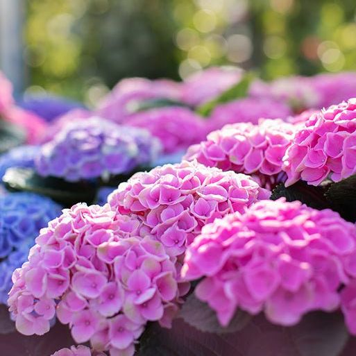 Elizabeth Ashley&amp;trade; Bigleaf Hydrangea