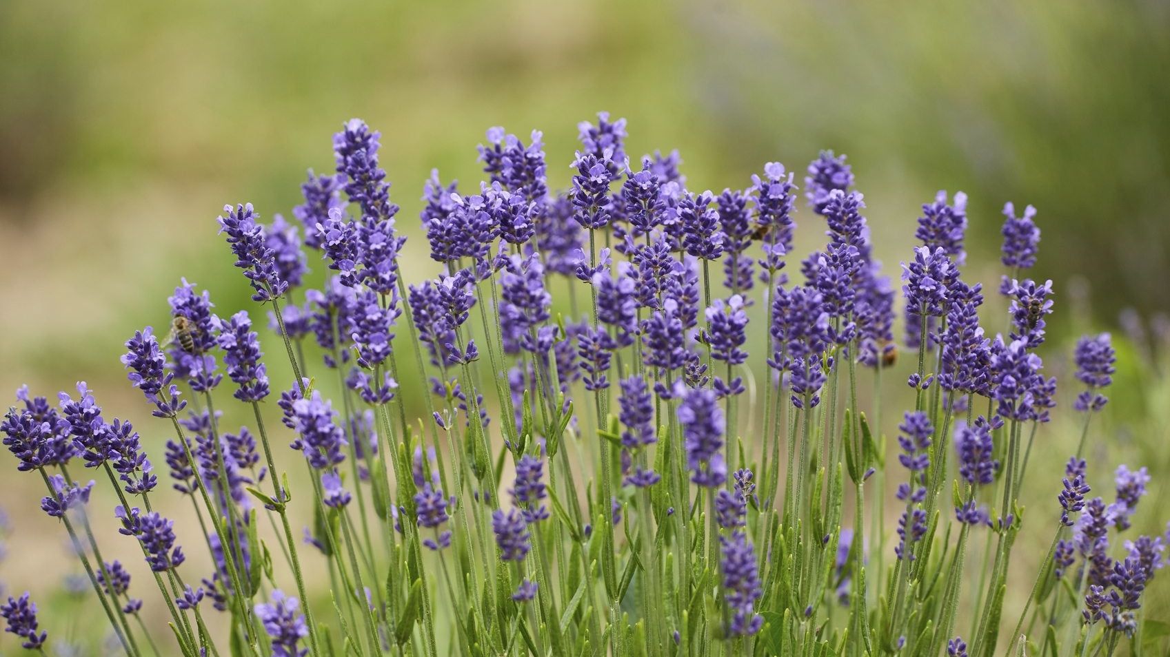 Zone 4 Lavender Plants - Choosing Lavender Varieties For Cold