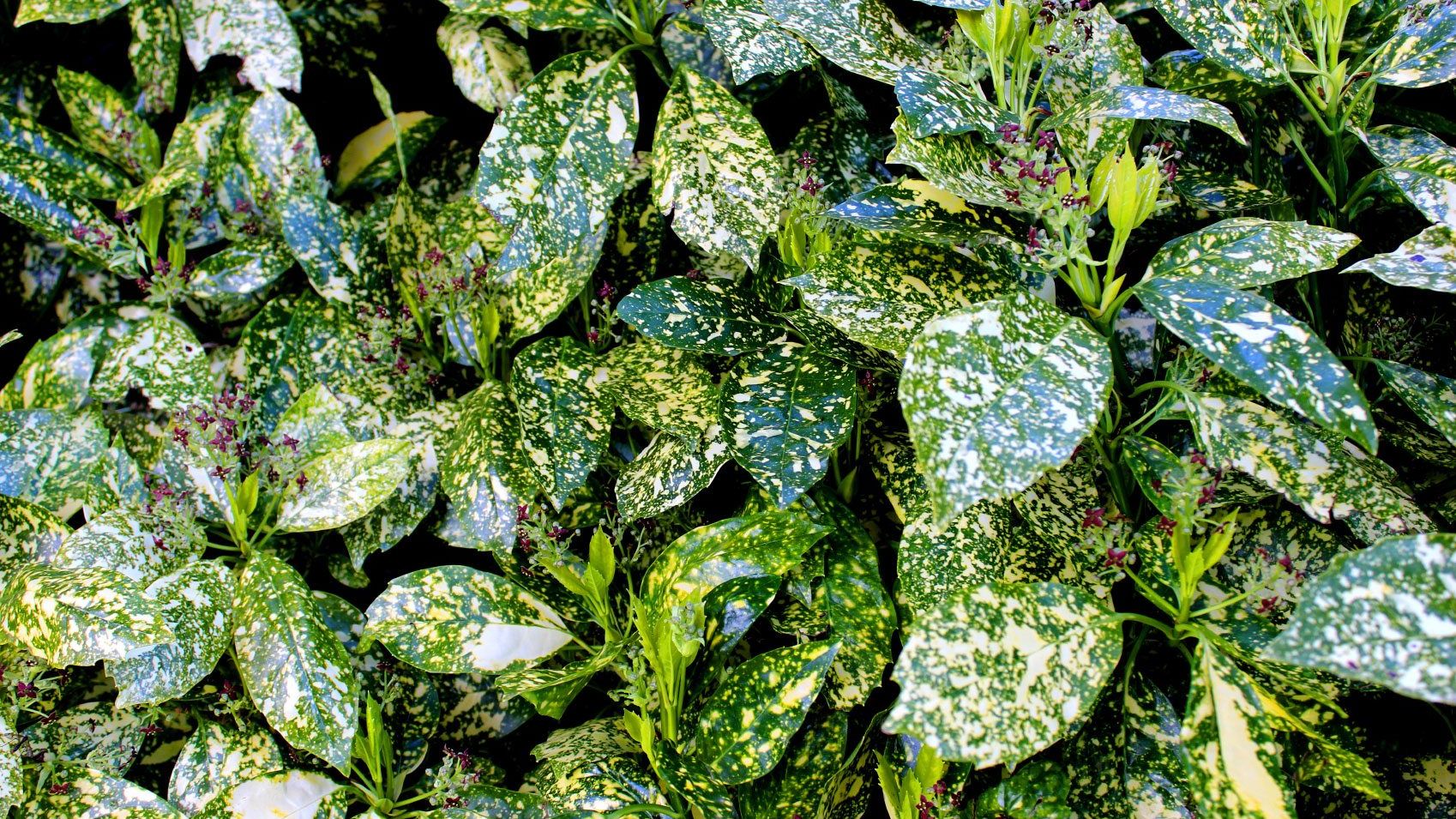 curly jade plant Buy house plants now Jade Plant Crassula 'Curly Green' main image 0