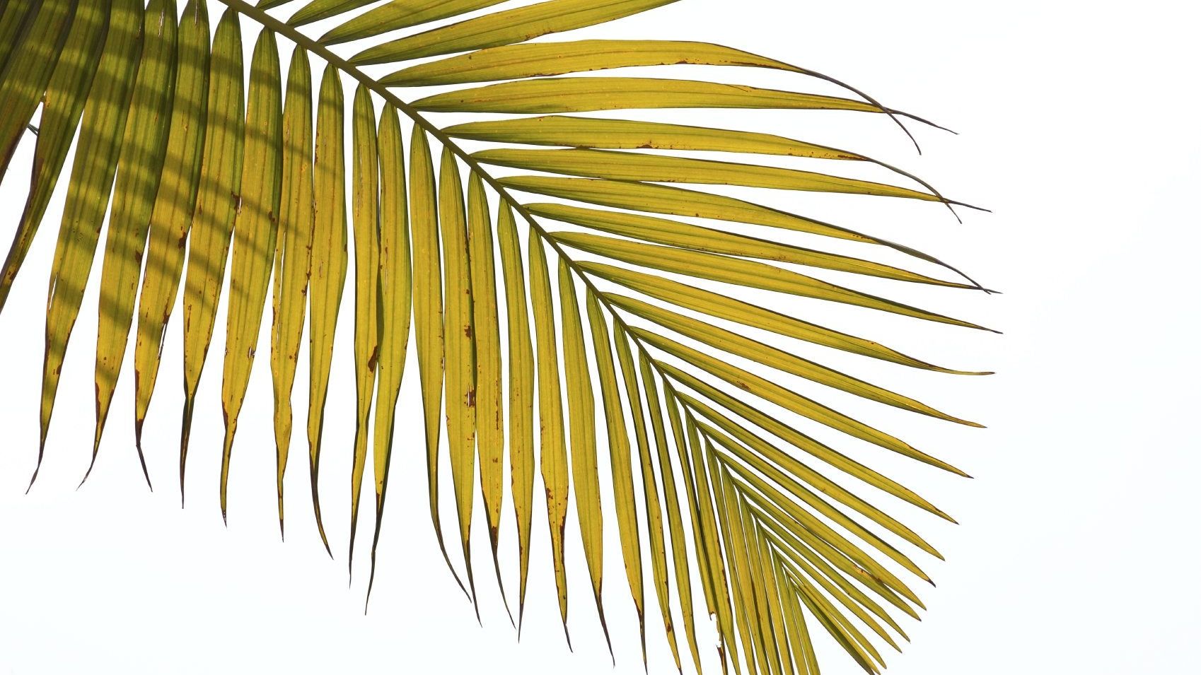 philodendron warszewiczii Philodendron warszewiczii 'Flavum' – Foliage Factory main image 1