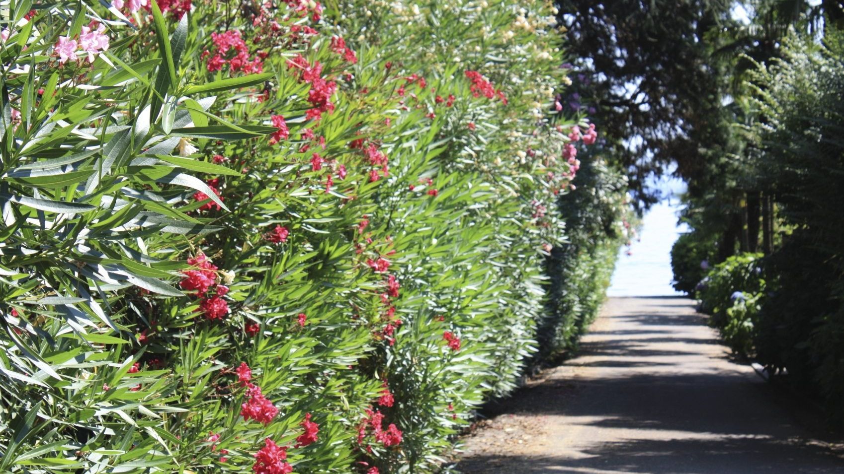 Oleander Bushes For Privacy - Information On Using Oleander As Hedges |  Gardening Know How