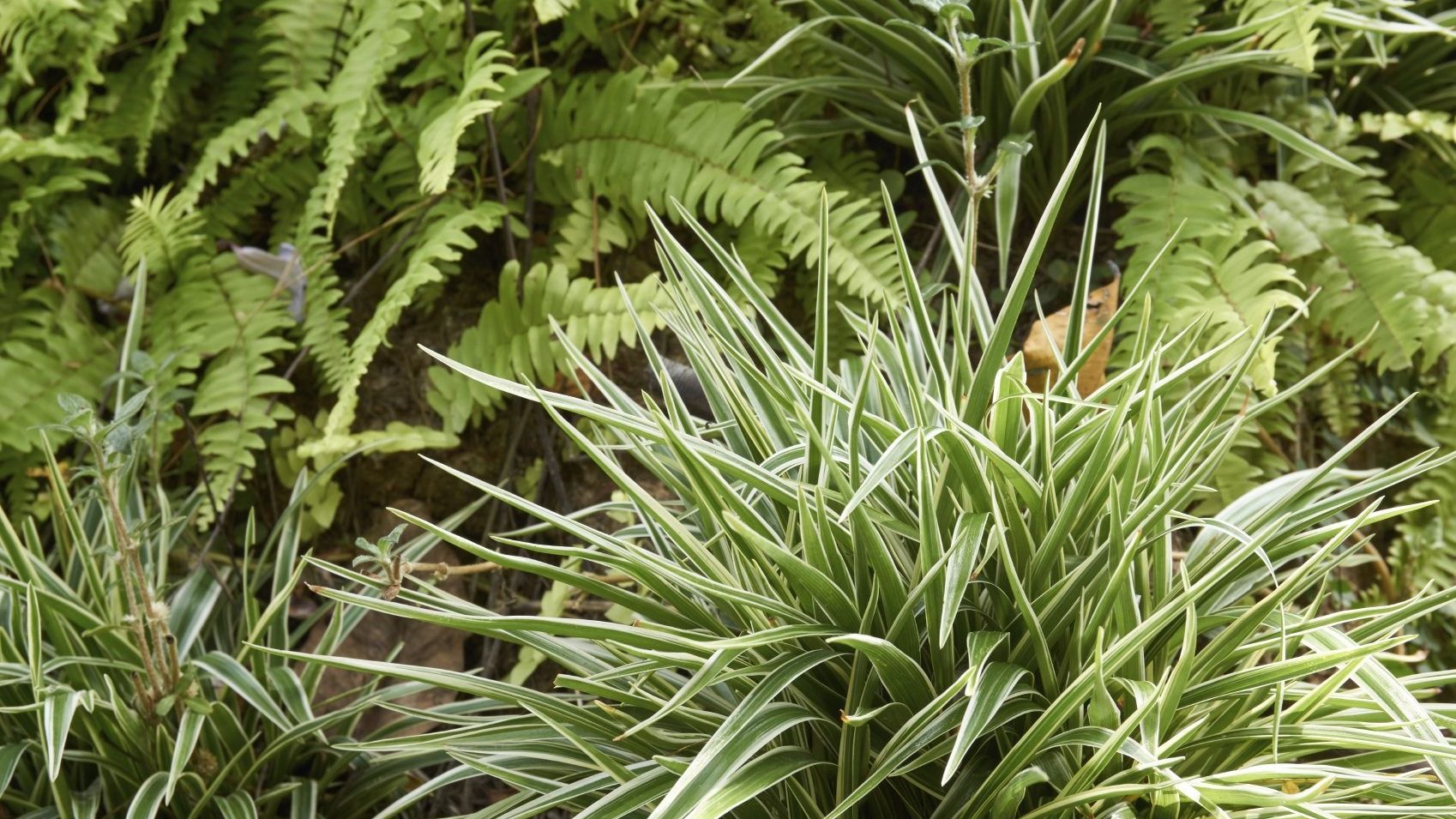 cheese plant buy Monstera Deliciosa  Swiss Cheese Plant