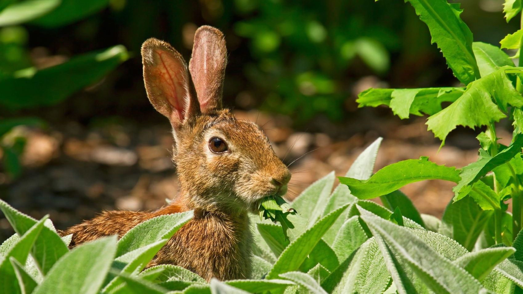 Rabbit Resistant Plants - What Are Some Plants Rabbits Won't Eat