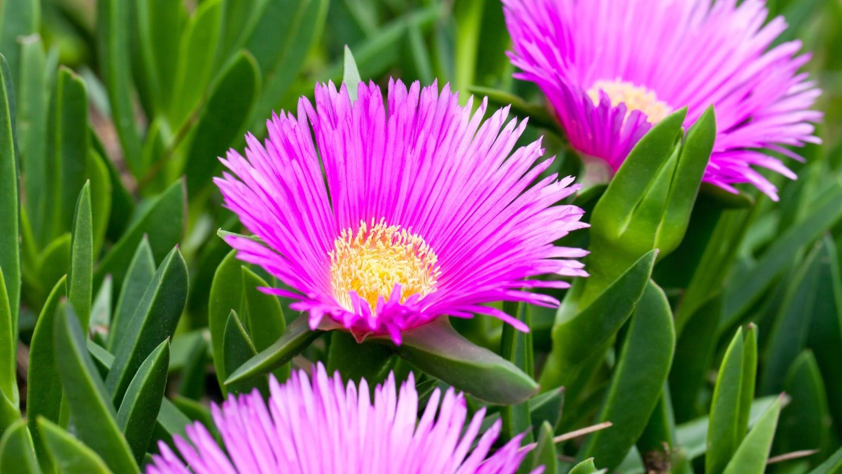 Growing Ice Plant Flowers - How To Grow A Hardy Ice Plant | Gardening Know How