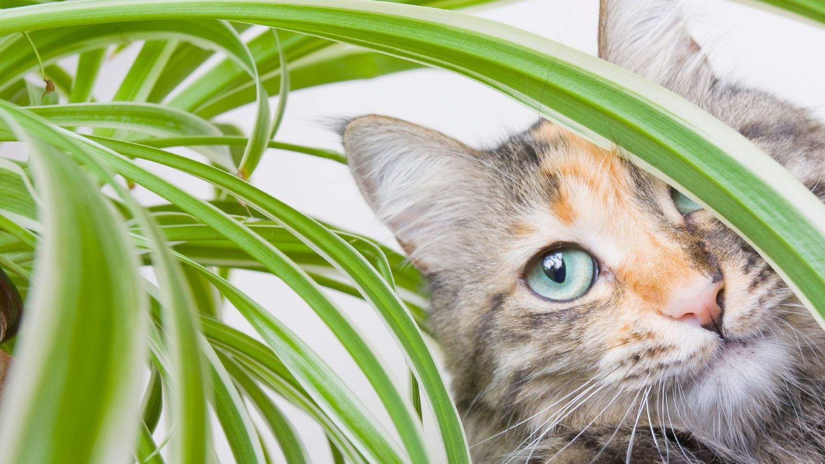 Spider Plant Toxicity - Will Spider Plants Hurt Cats? | Gardening Know How
