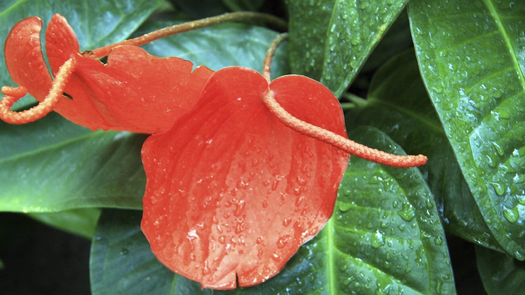 When To Water An Anthurium Plant: What Are Anthurium Water Requirements |  Gardening Know How