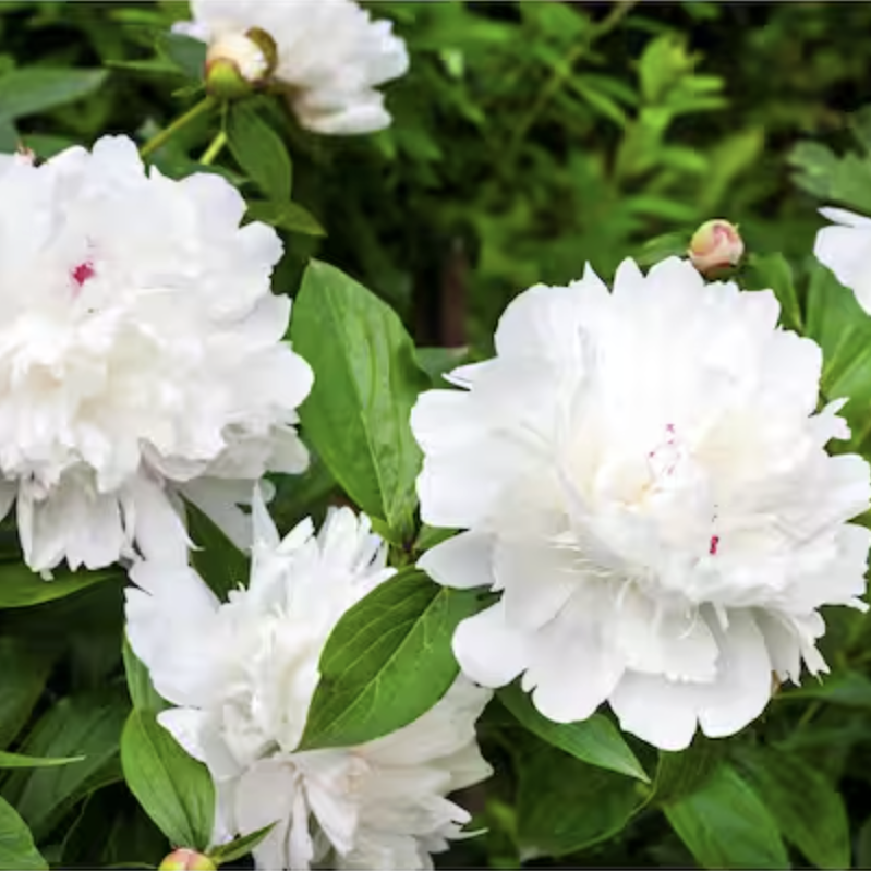 White peonies