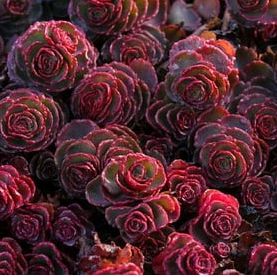 3 Dragon's Blood Sedum in 4 Inch Containers-- This Can Be More Green Than Red During Certain Times of the Year.