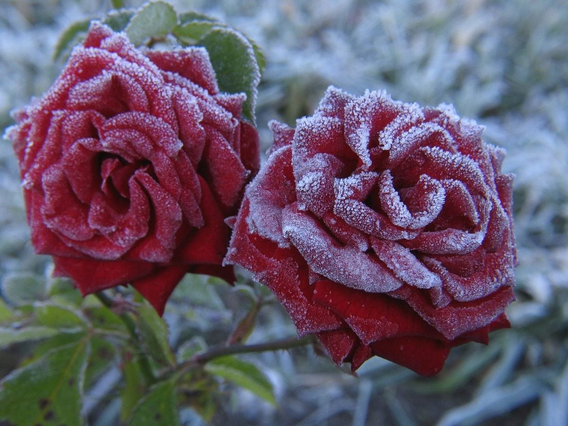 Winter Rose様 Roses Hardy To Zone 4: Tips On Choosing Roses For Zone 4 Climates