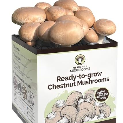 Merryhill Mushrooms - Fresh Chestnut Mushroom Growing Kit | Gardening Gifts for Women, Men &amp;amp; Kids | Grow Your Own Kits | Easy &amp;amp; Delicious to Eat | Mushroom Gifts (one Chestnut Mushroom Grow Kit)