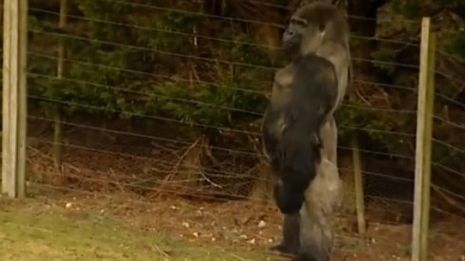 The gorilla that walks like a man | The Week