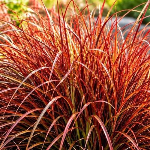 Firefox Sedge