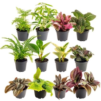 Costa Farms 4" Tiny Plants Assorted Live House Plants in 2.5" Grower Pot 12 (count)