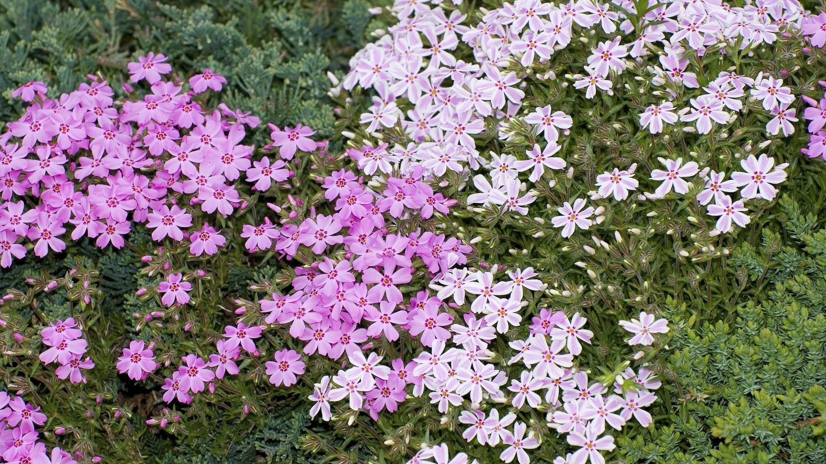 Cold Hardy Ground Covers - Suitable Ground Cover Plants For Zone 4