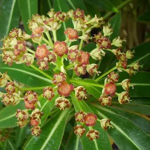 Euphorbia Mellifera