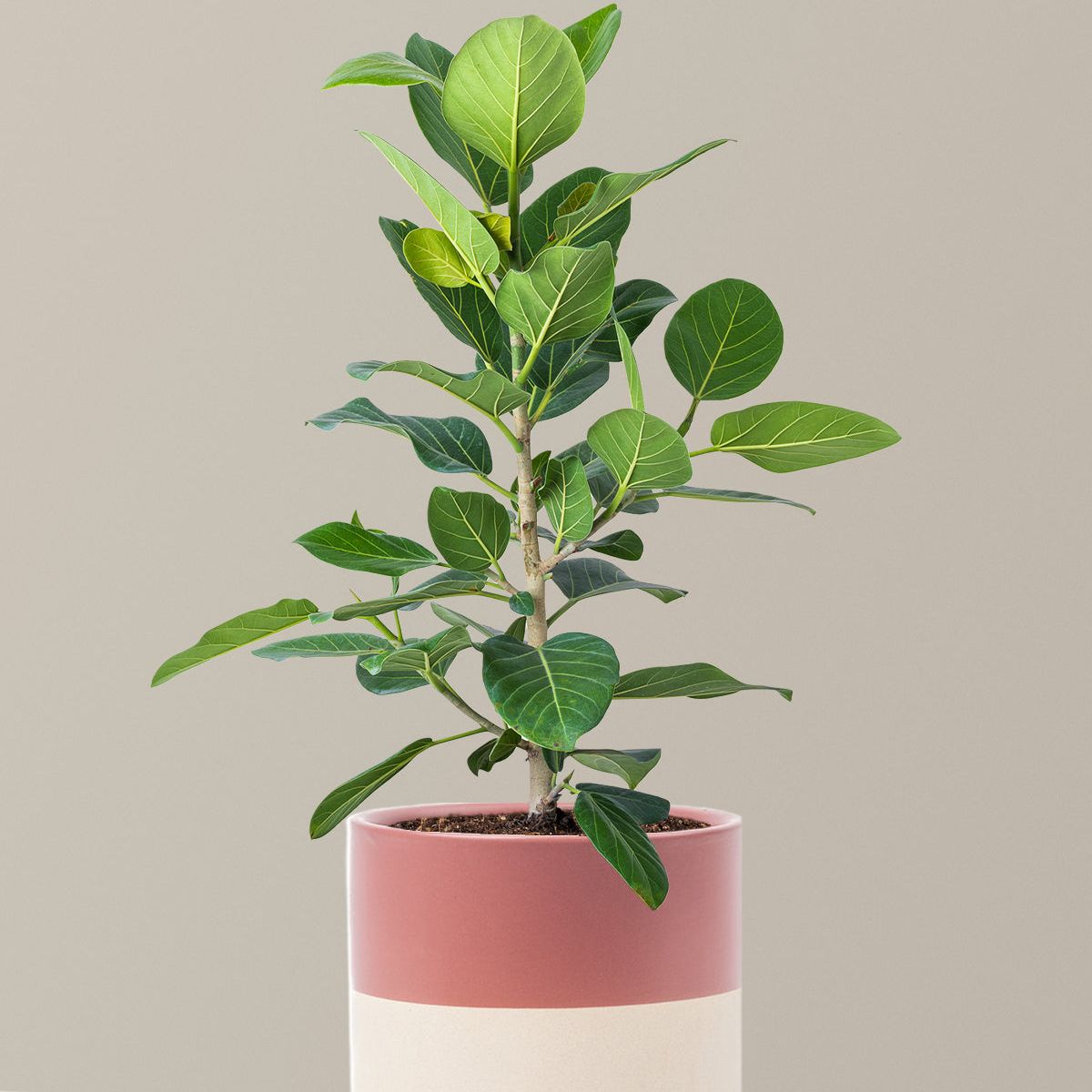 Ficus Audrey Bush