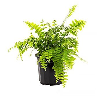 American Plant Exchange Macho Giant Sword Fern Plant &amp;ndash; 6-Inch Pot &amp;ndash; Live Hardy Air Purifying Fern, Medium Size Indoor/outdoor Greenery for Home, Patio, or Garden Decor
