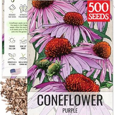 Seed Needs Coneflower Seeds for Planting Purple Echinacea Coneflowers - Heirloom &amp;amp; Open Pollinated Perennial Medicinal Flower - Perfect Wildflowers for a Butterfly Garden (1 Pack)