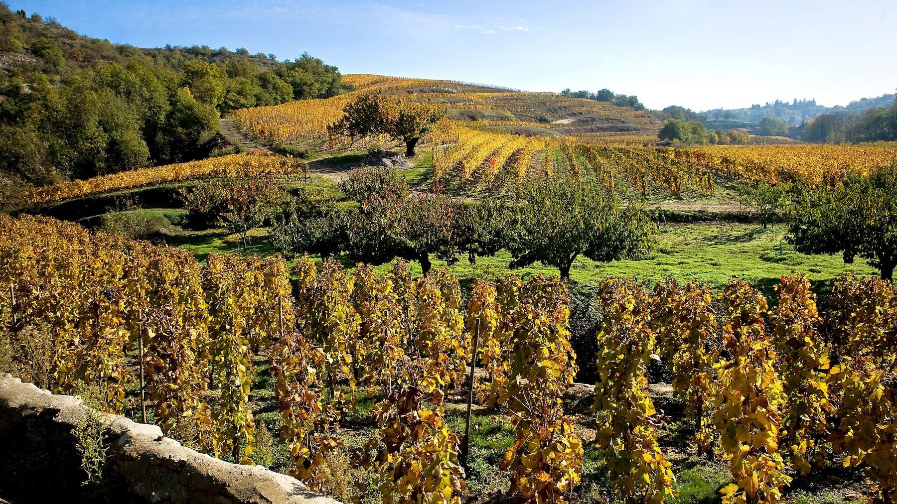 Crozes-Hermitage 2019: Report and top scoring wines | Decanter