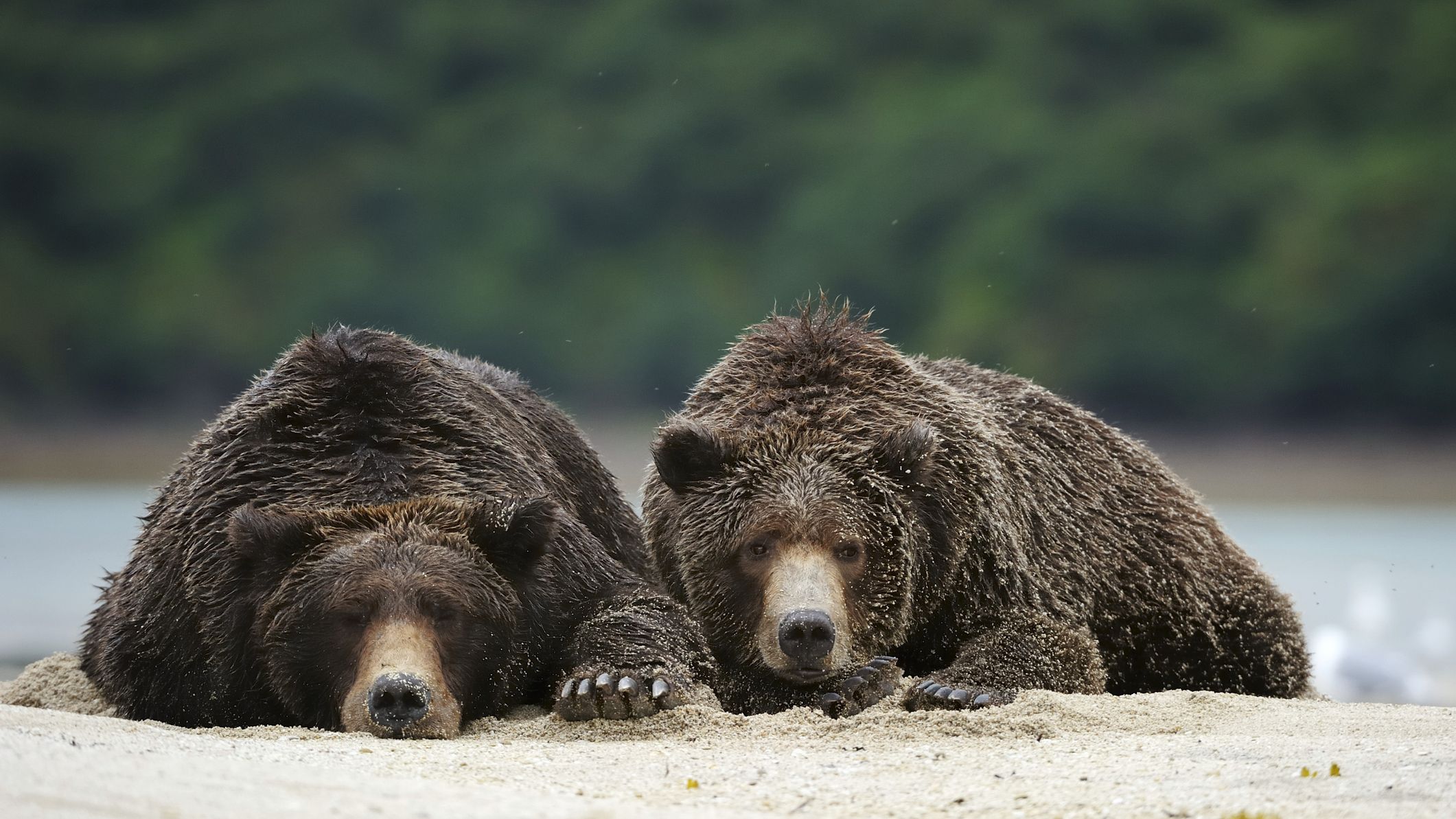 Two bears rest in the sand at Katmai National Park and Preserve in Alaska.