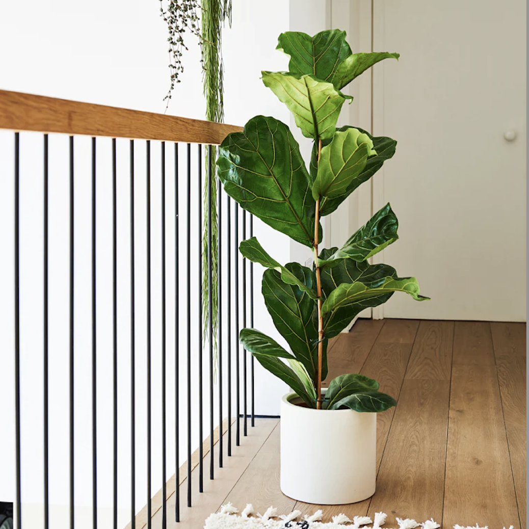fiddle leaf fig in a white pot