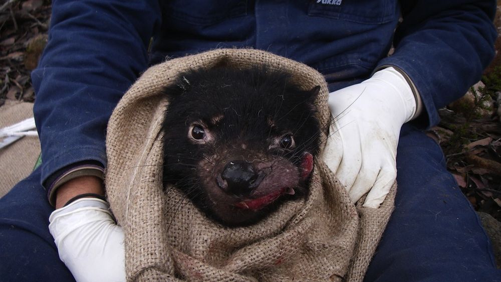 Tasmanian Devil Cancer Inbreeding