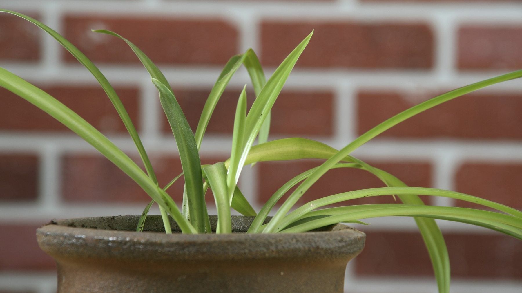 My Spider Plant Is Solid Green - Reasons For A Spider Plant Turning Green |  Gardening Know How
