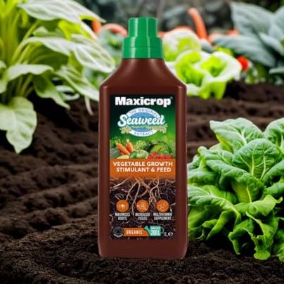 Maxicrop Organic Vegetable Feed 1l Seaweed Fertiliser for Healthy Harvests