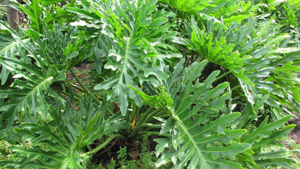 philodendron mamei pflege Philodendron mamei – Kriechender Philodendron mit silbrigen Sprenkeln