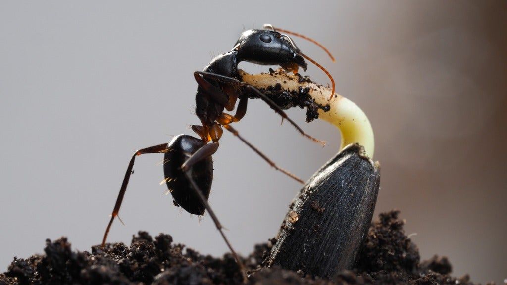 Ants In Potting Soil - Tips For Killing Ants In Containers | Gardening Know  How