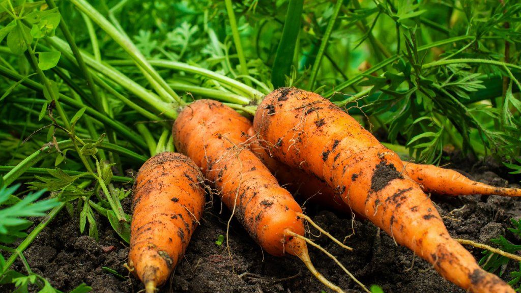 Planting Carrots: How to Grow Carrots in the Garden | Gardening