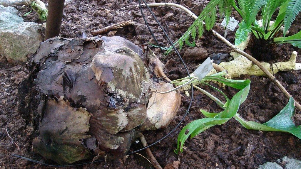 Procera Root Rot Plant Root Rot Symptoms