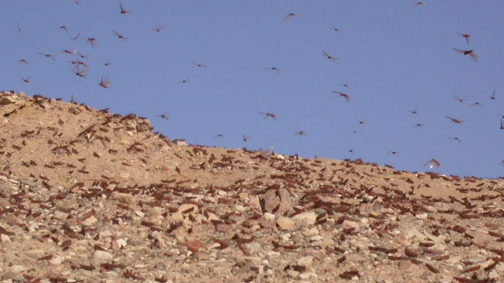 Flying Locust Stone