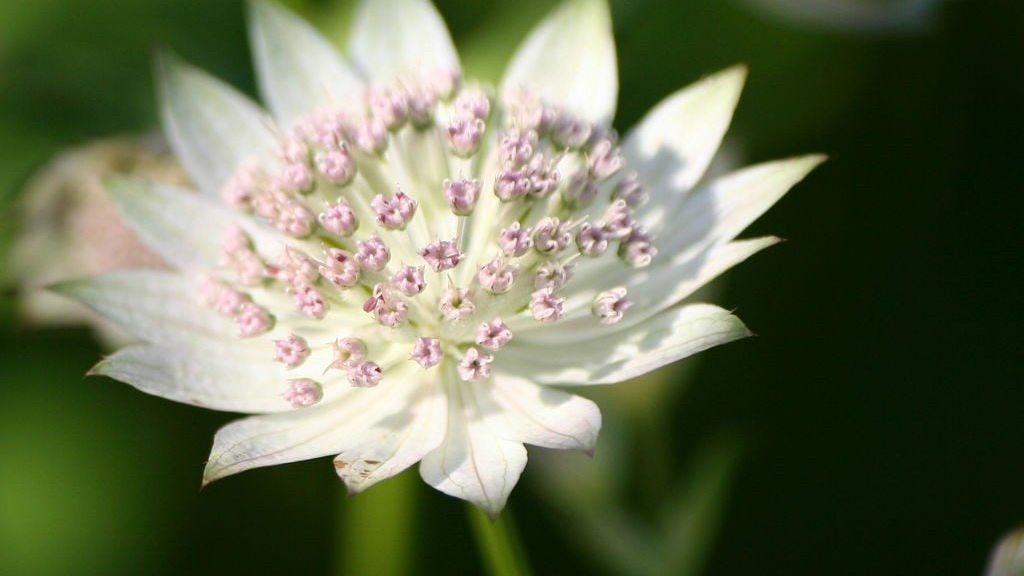 Astrantia: Growing Masterwort Plants In Your Garden | Gardening Know How