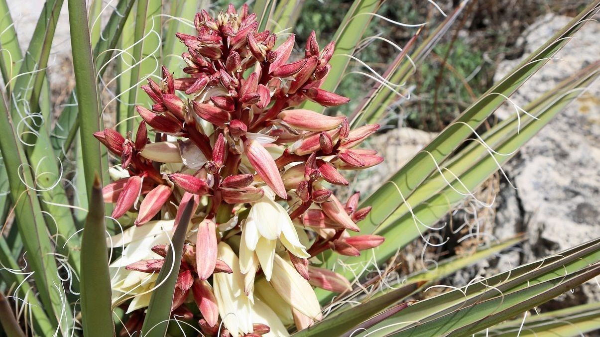 Yucca Baccata Info - How To Grow Banana Yucca Plants | Gardening Know How
