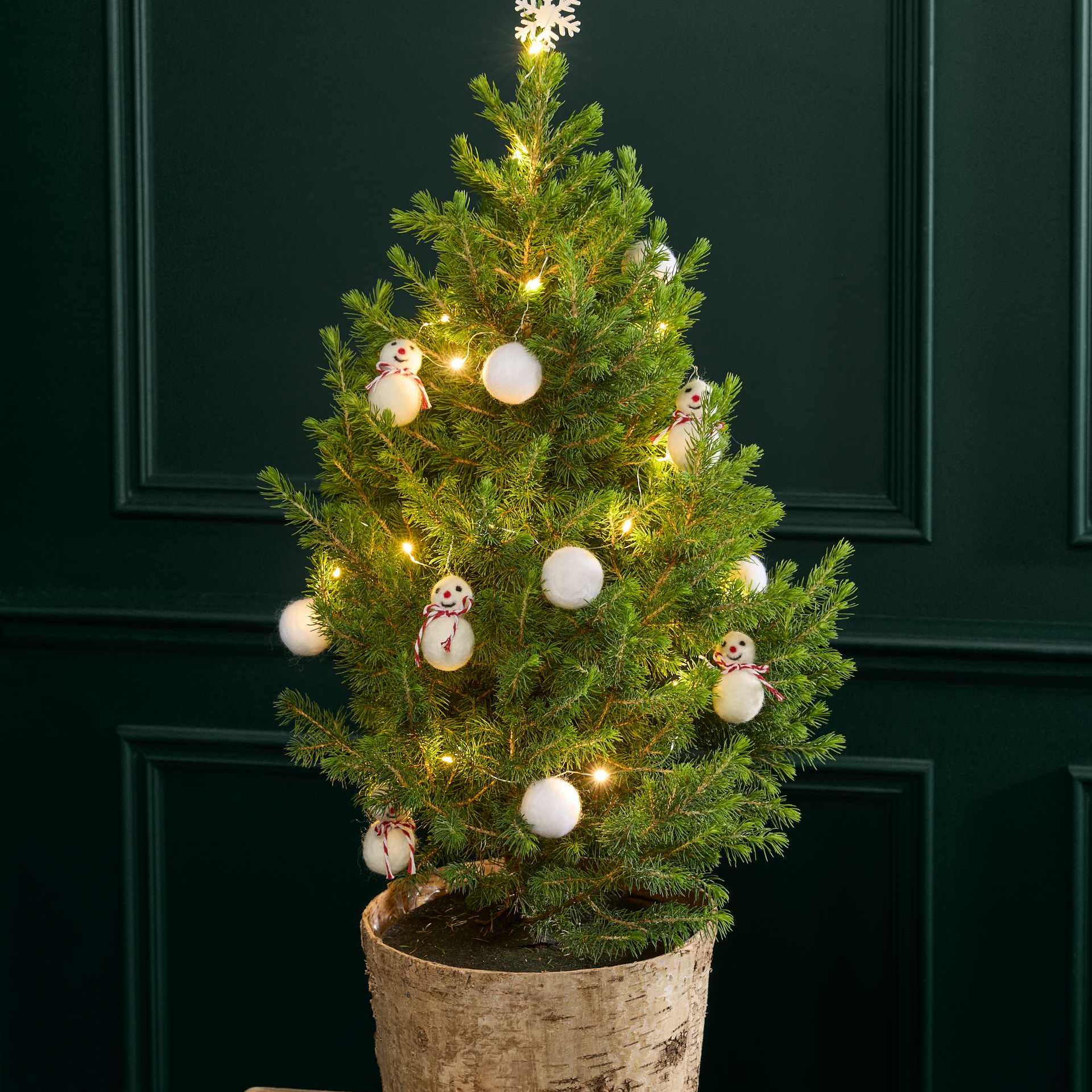Large Real Christmas Tree in Birch Pot 70-80cm