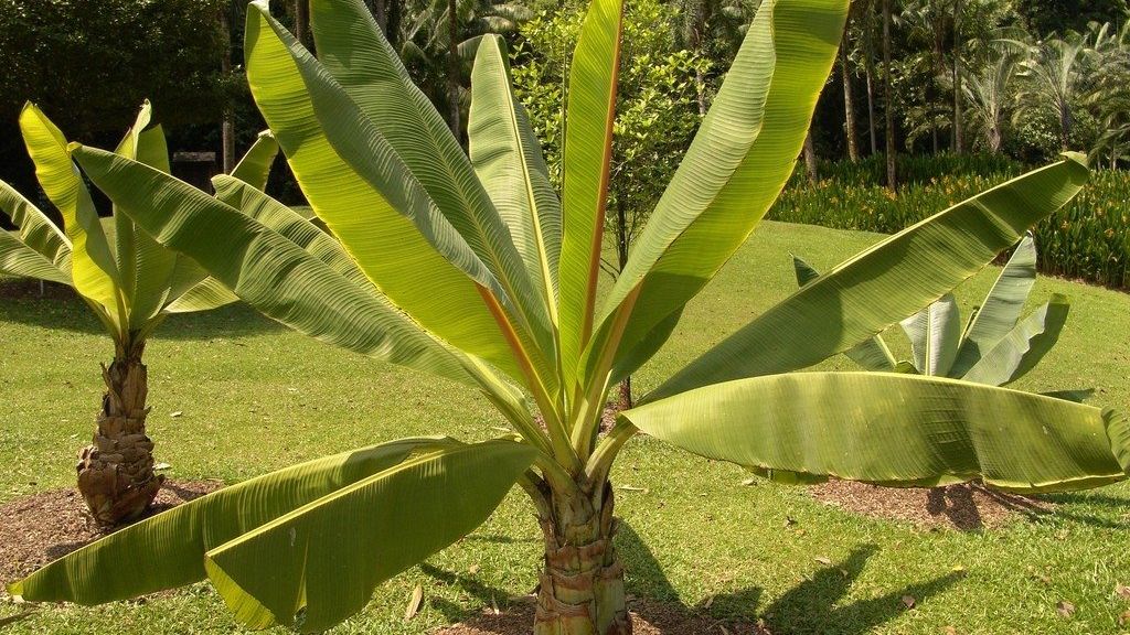 Ensete Ventricosum Cultivation - Learn About False Banana Plants |  Gardening Know How